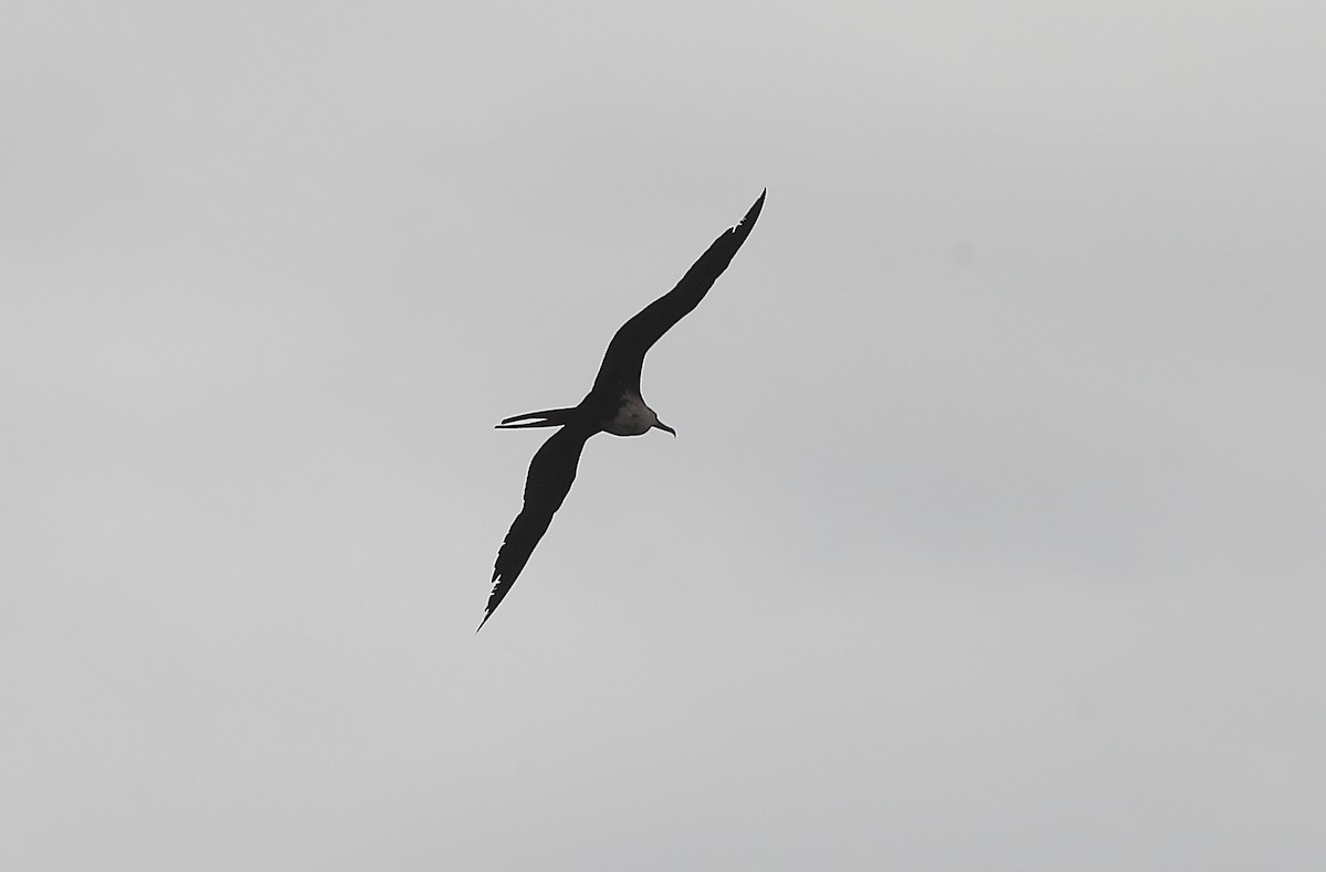 Magnificent Frigatebird - ML621297461