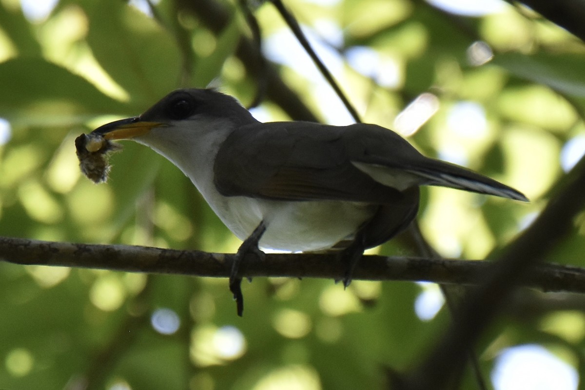 Yellow-billed Cuckoo - ML621297505