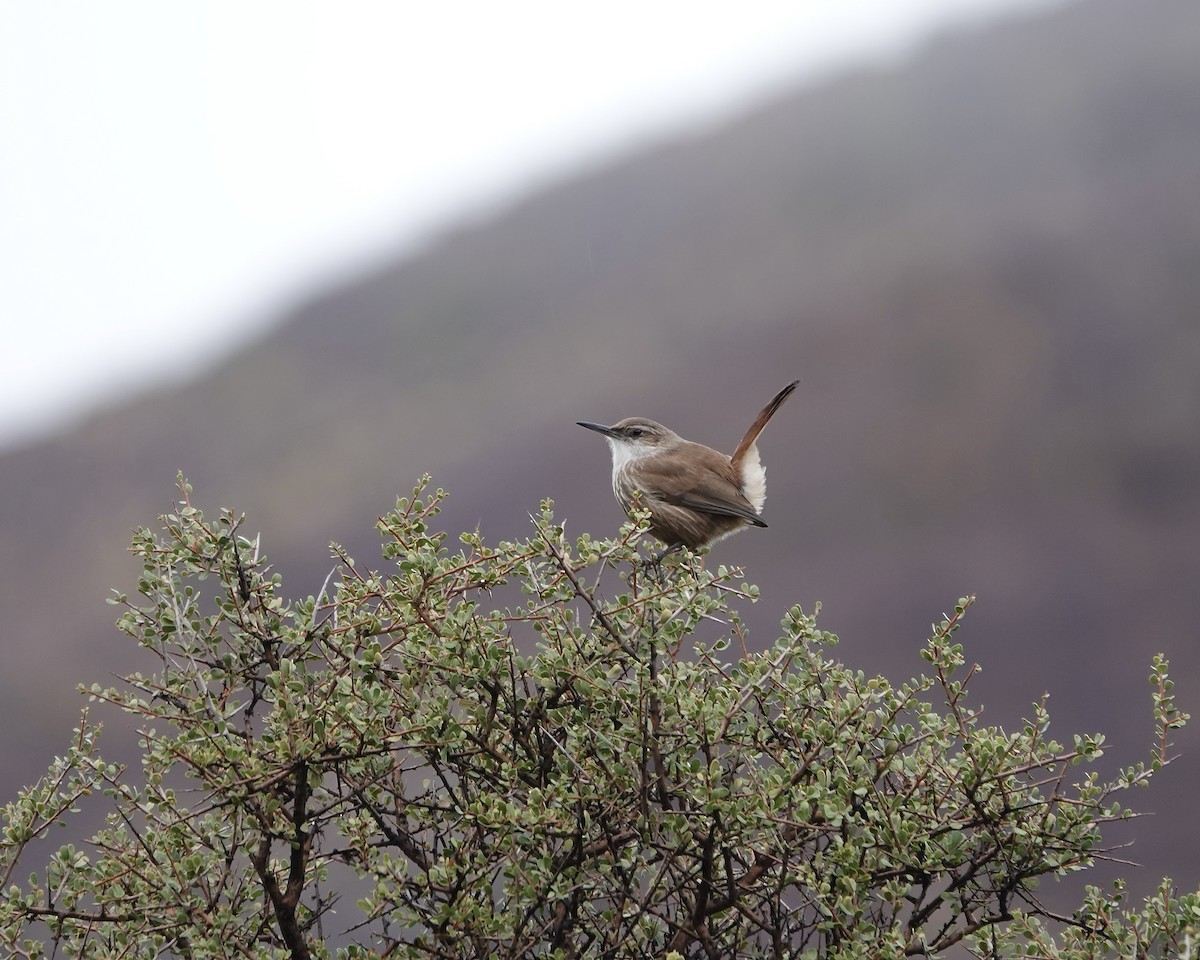 Straight-billed Earthcreeper - ML621297565