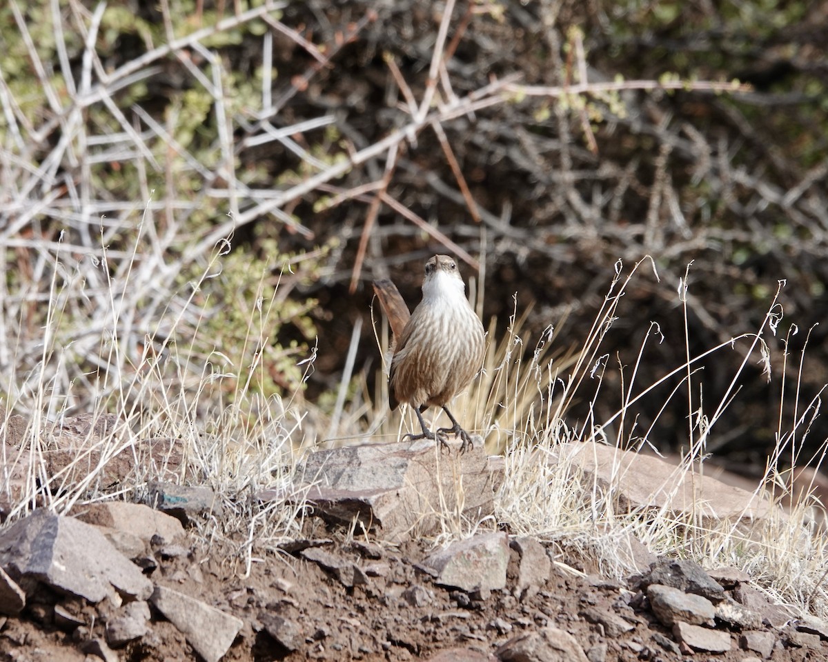 Straight-billed Earthcreeper - ML621297619