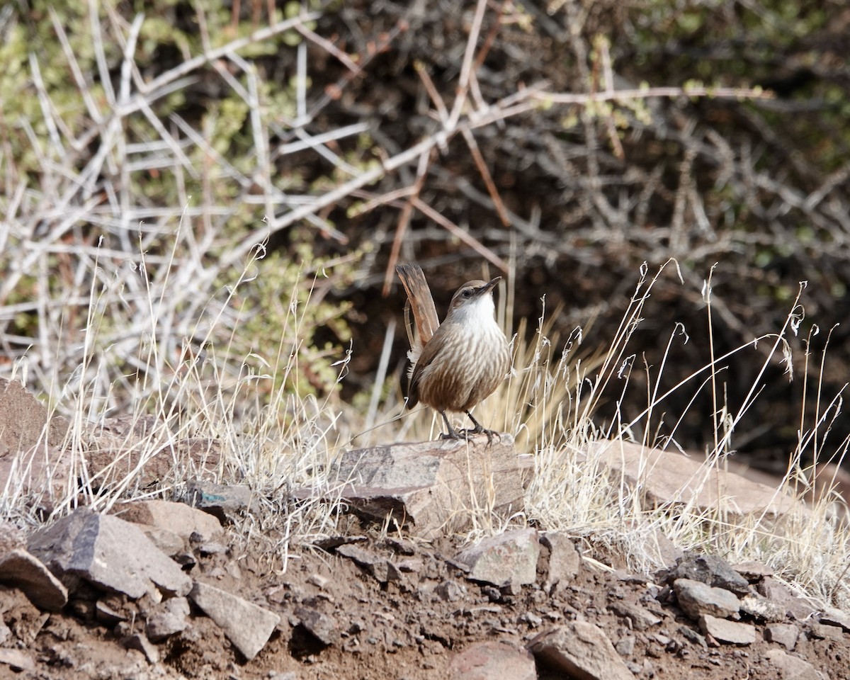 Straight-billed Earthcreeper - ML621297620