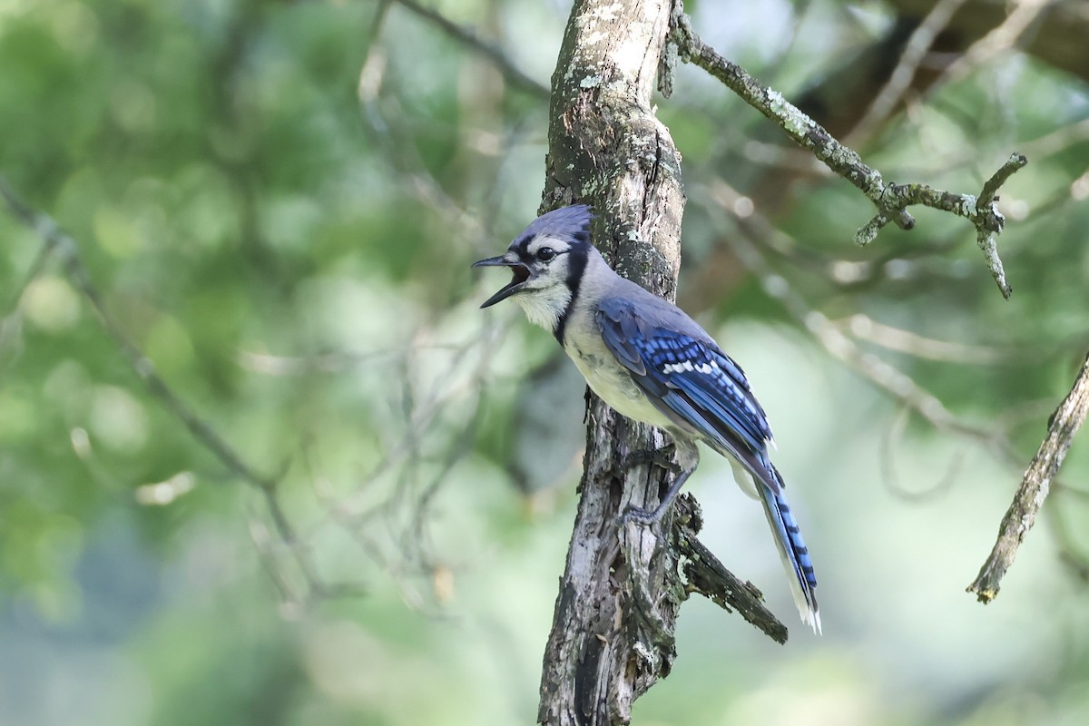 Blue Jay - ML621297707