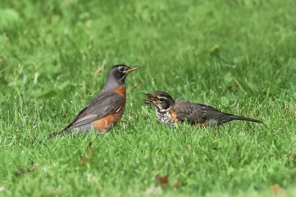 American Robin - ML621297720