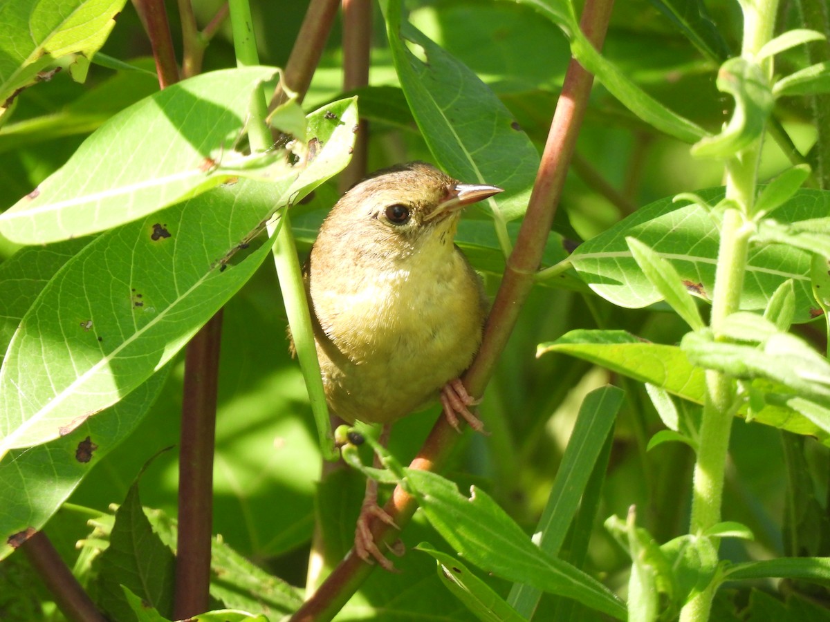 Common Yellowthroat - ML621297735