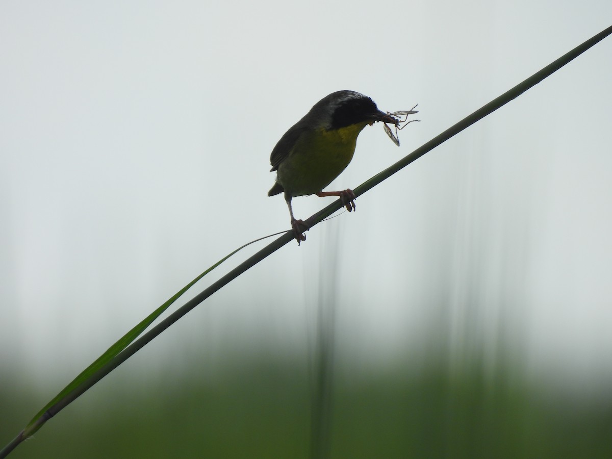 Common Yellowthroat - ML621297736