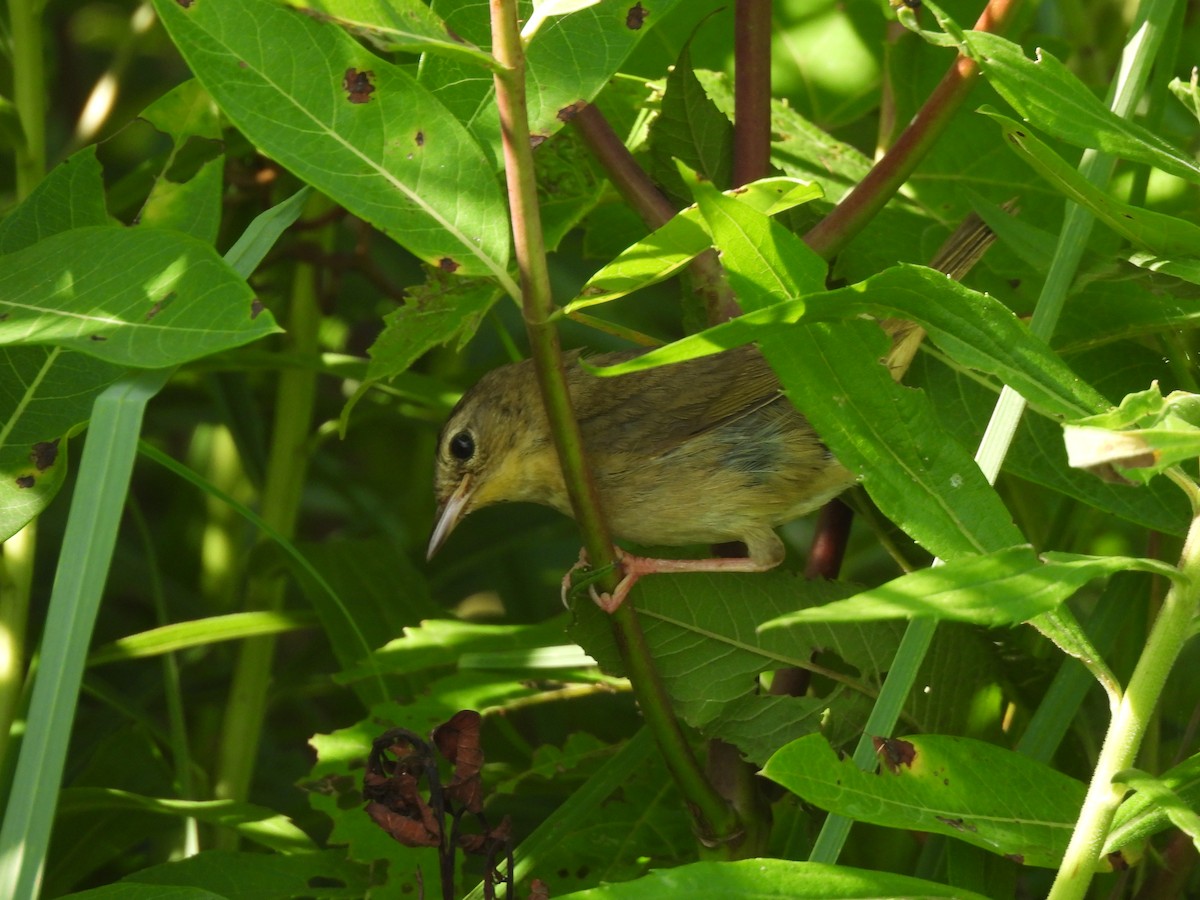 Common Yellowthroat - ML621297737