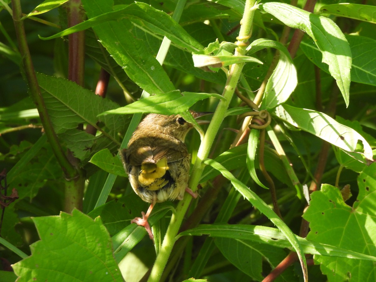 Common Yellowthroat - ML621297738