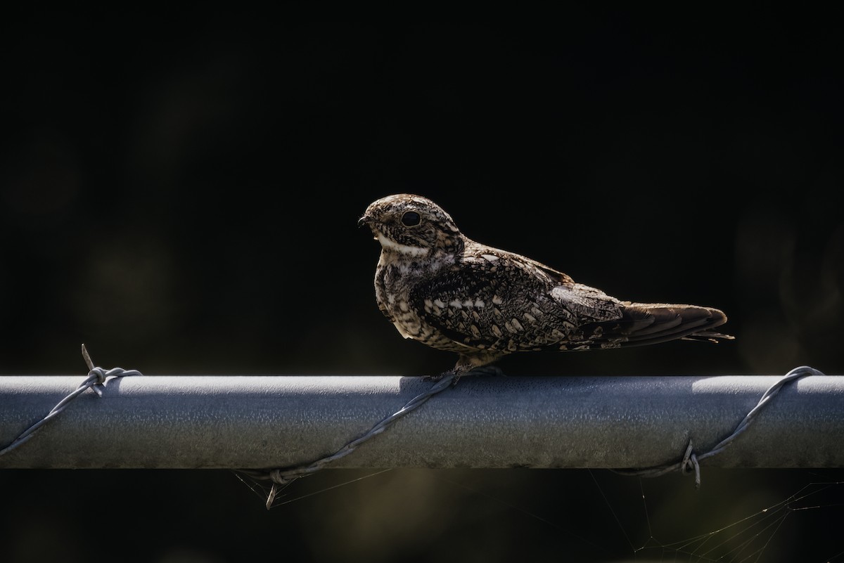 Lesser Nighthawk - ML621297746