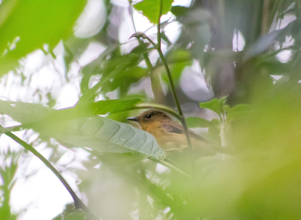 Bronze-olive Pygmy-Tyrant - Santiago Cañaveral Suarez