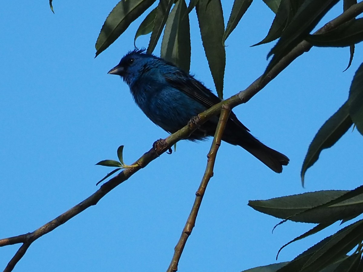 Indigo Bunting - ML621297786