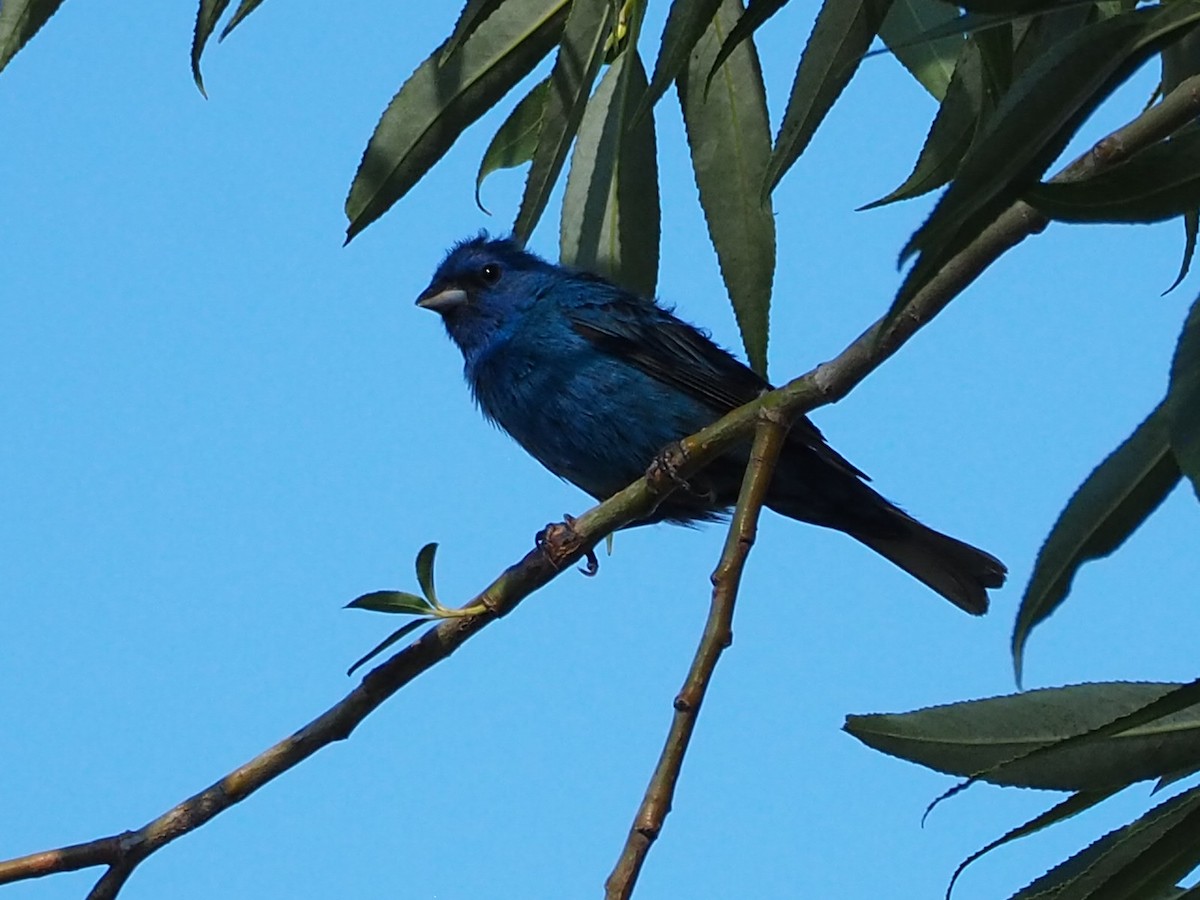 Indigo Bunting - ML621297787