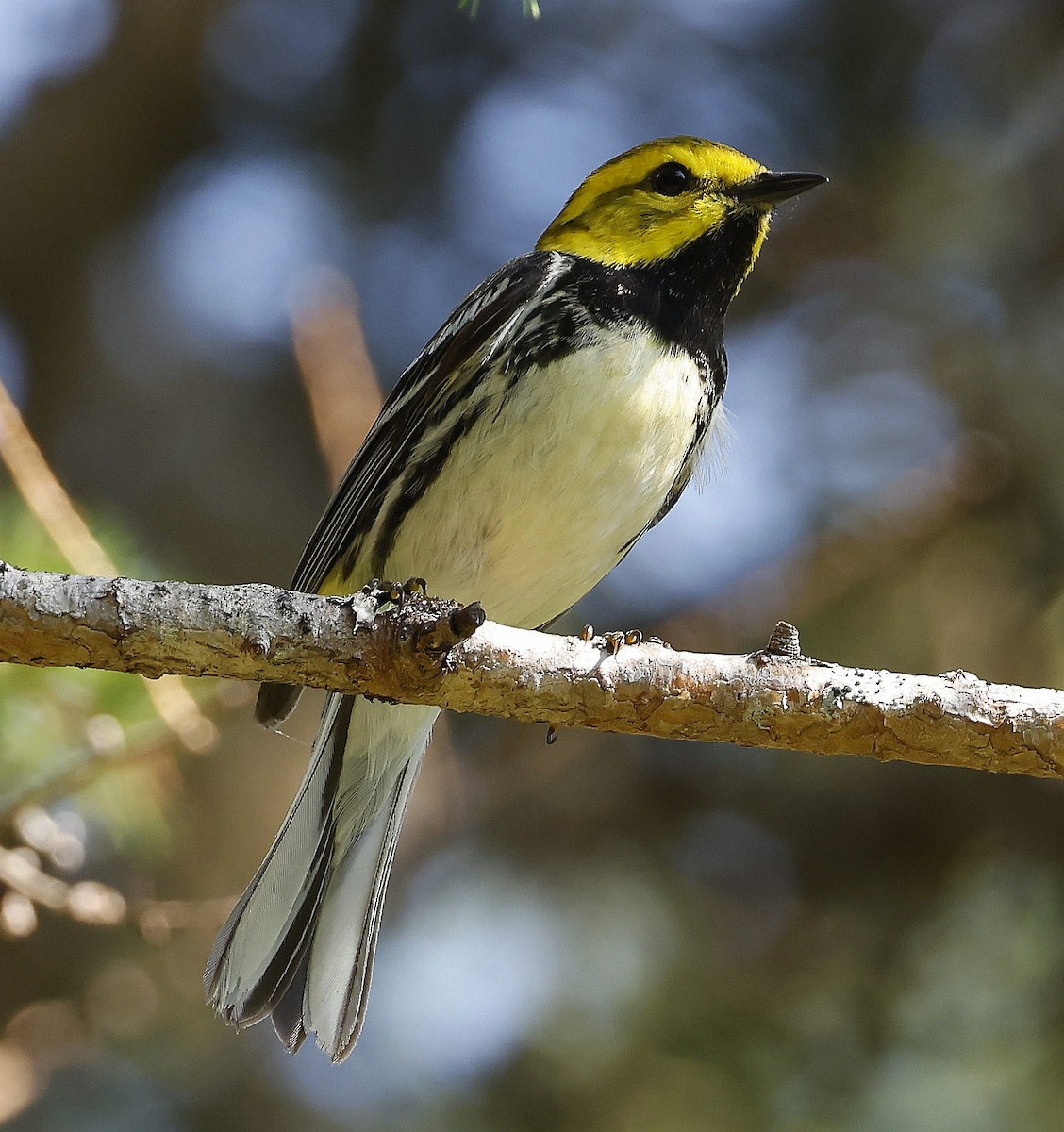 Black-throated Green Warbler - ML621297831