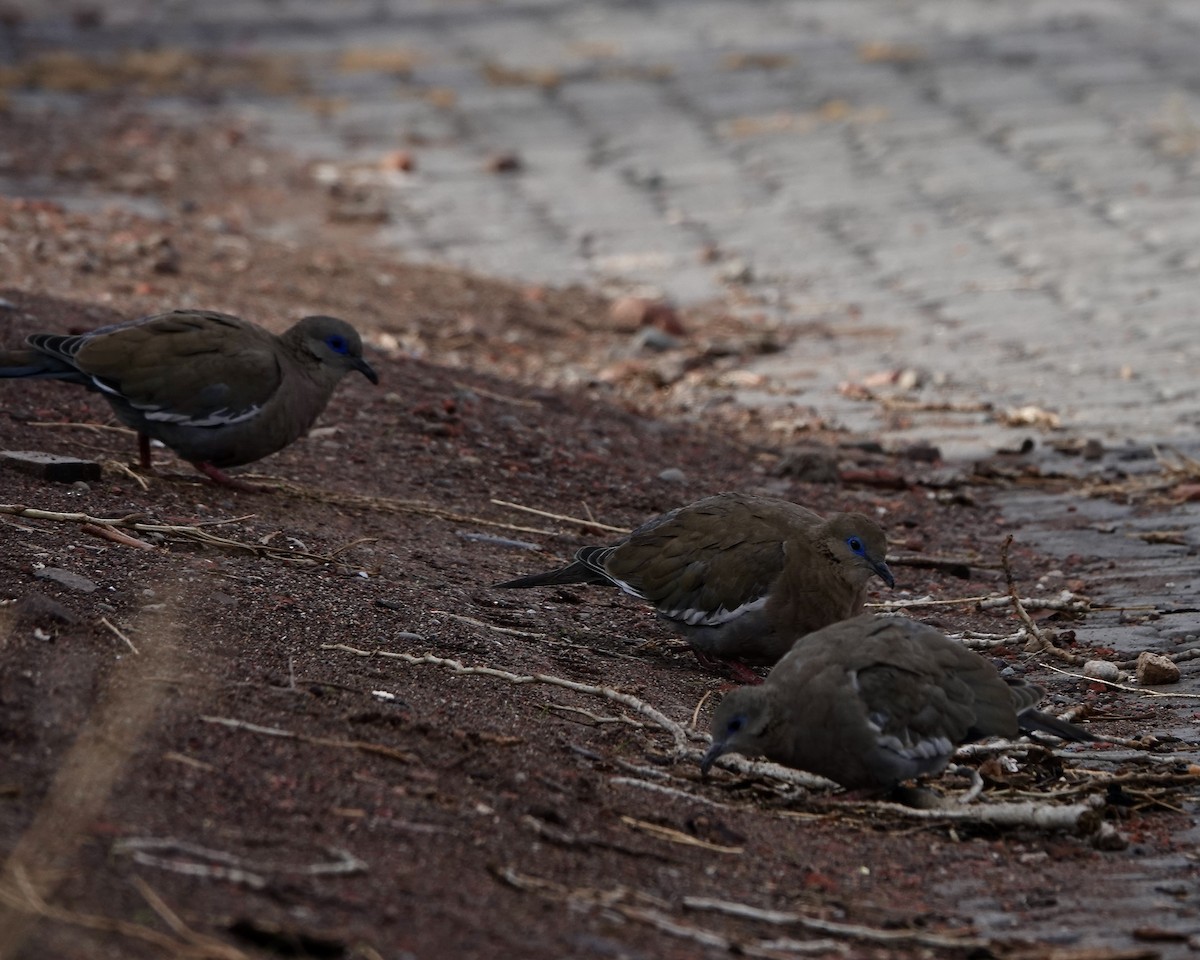 West Peruvian Dove - ML621297895