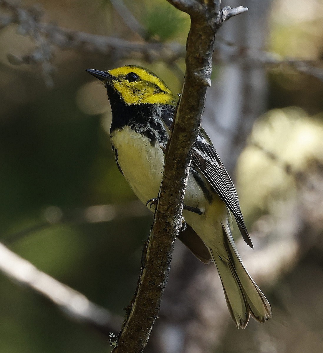 Black-throated Green Warbler - ML621297901