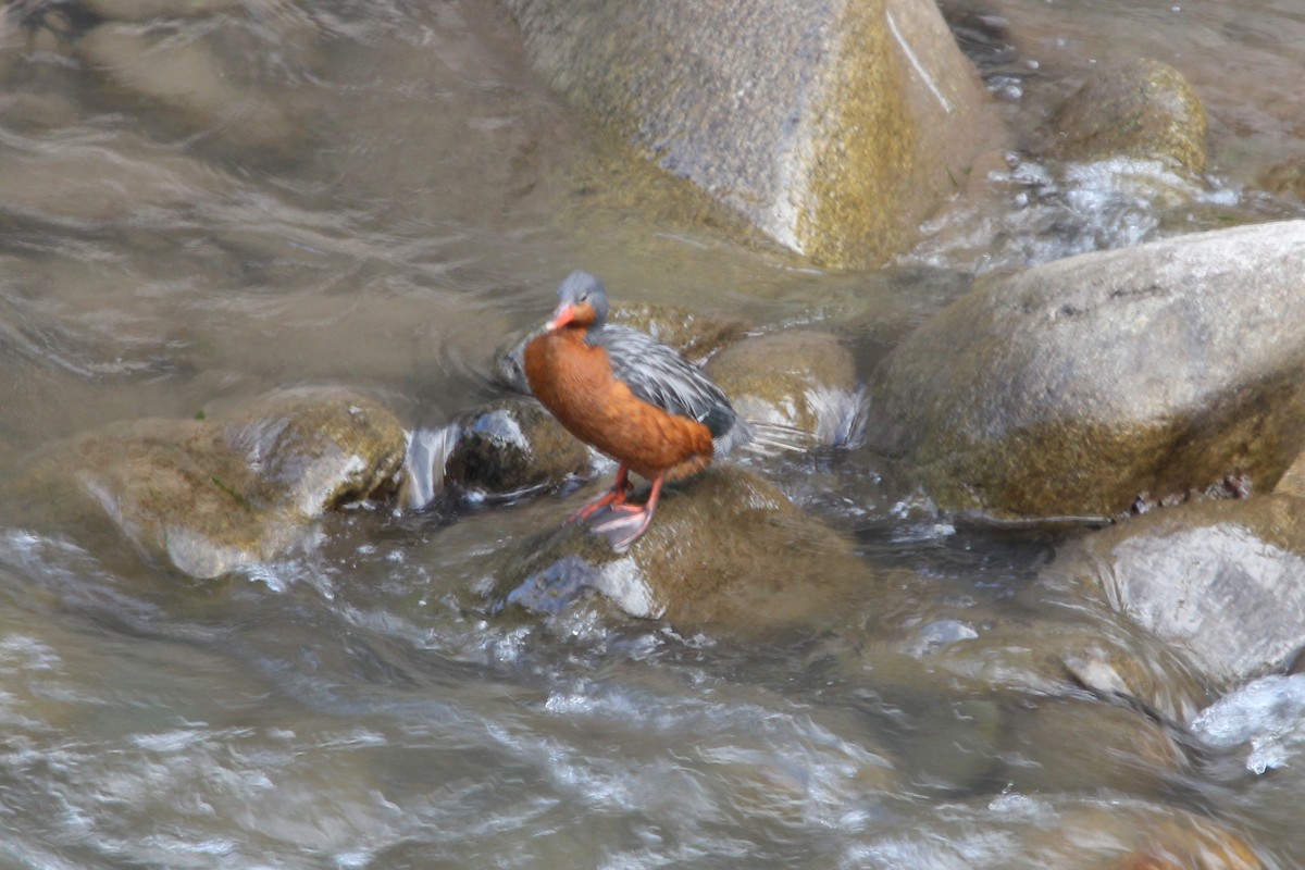 Pato Torrentero - ML62129791