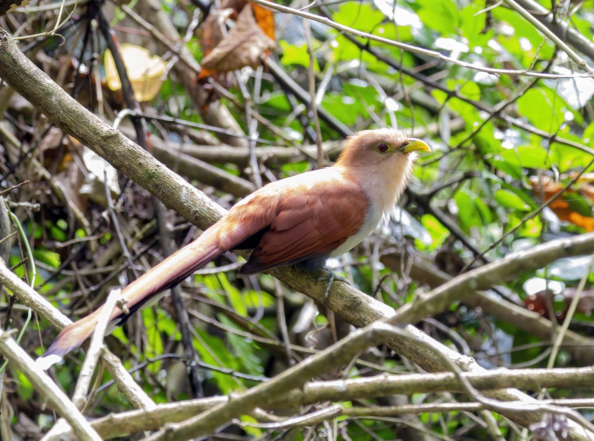 Squirrel Cuckoo - Roberto Zamora Parrales