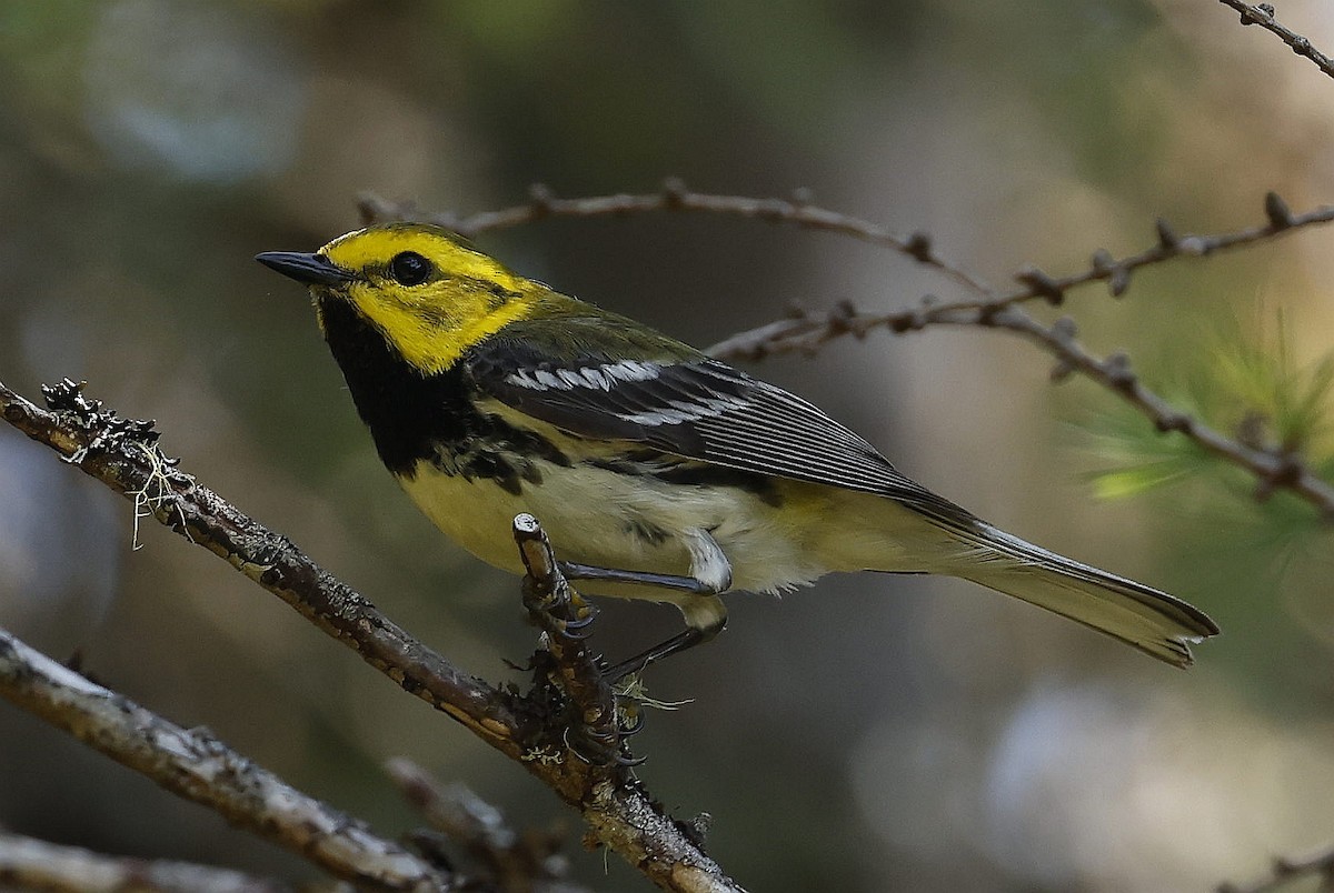 Grünmantel-Waldsänger - ML621297955