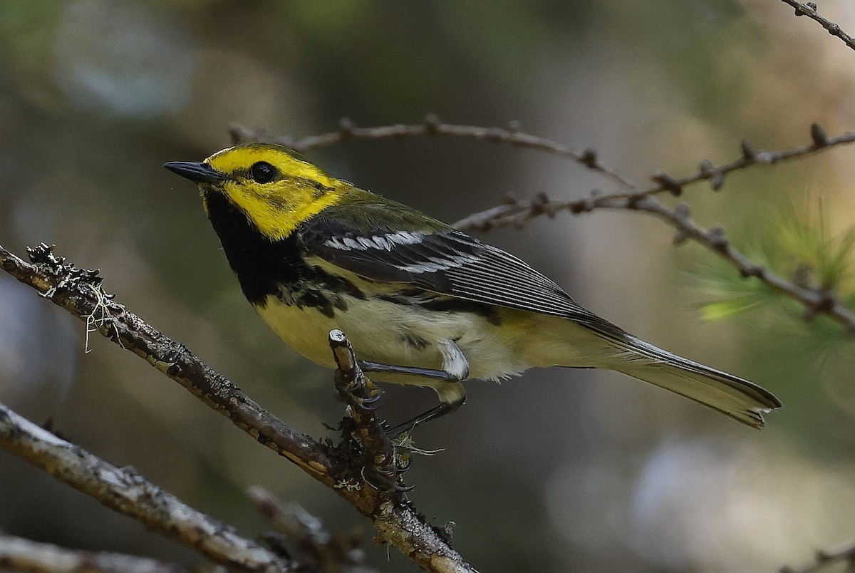 Black-throated Green Warbler - ML621297955