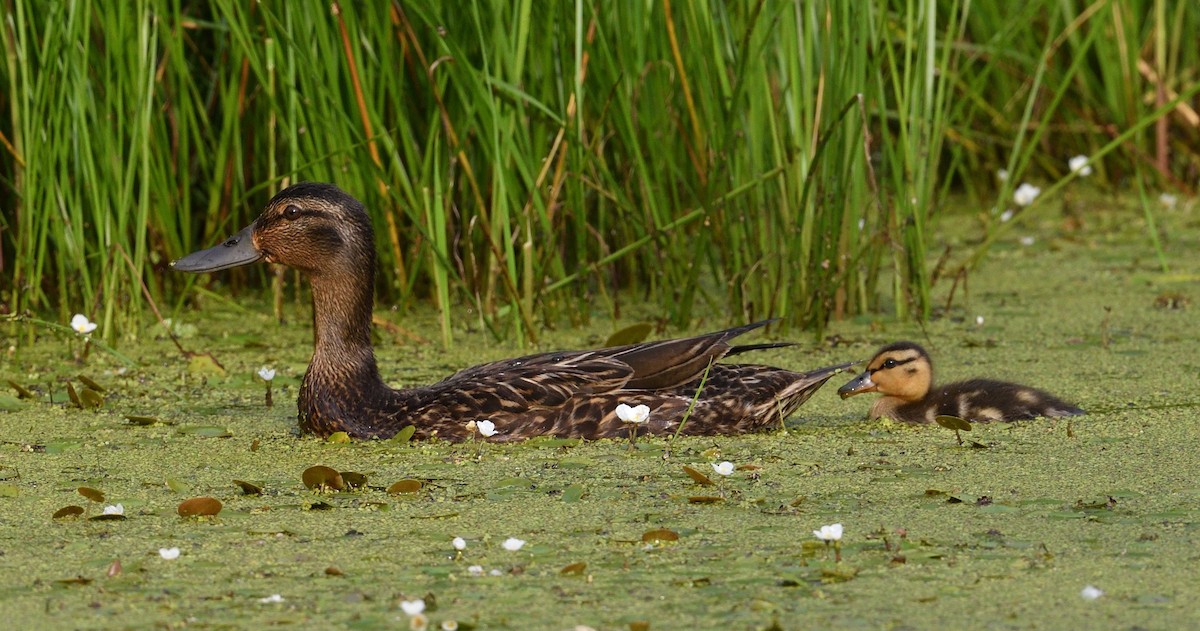 American Black Duck - ML621298021