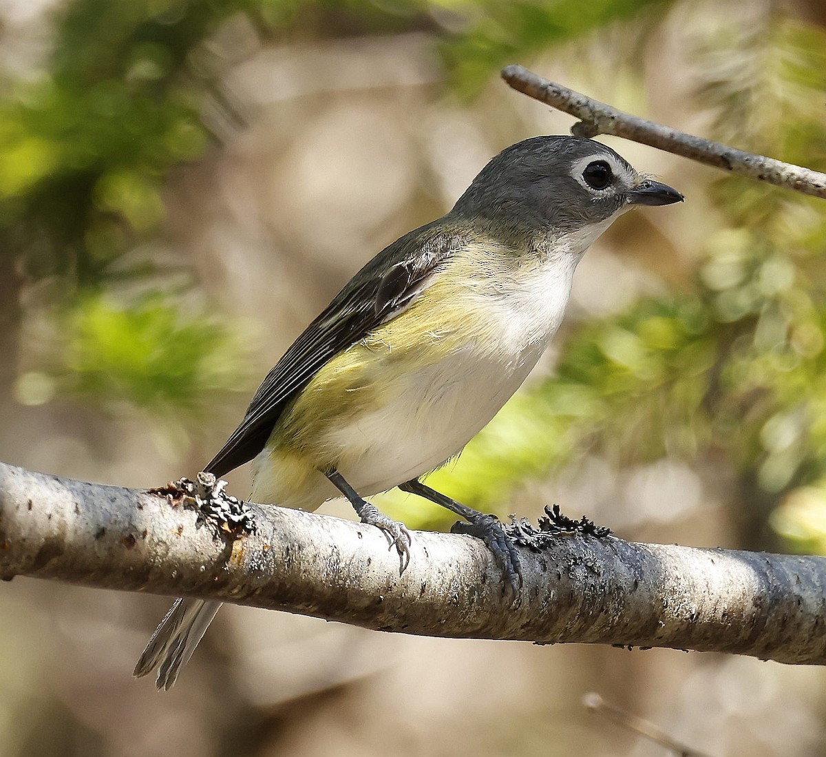 Graukopfvireo - ML621298113