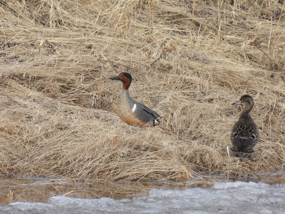 Green-winged Teal - ML621298116