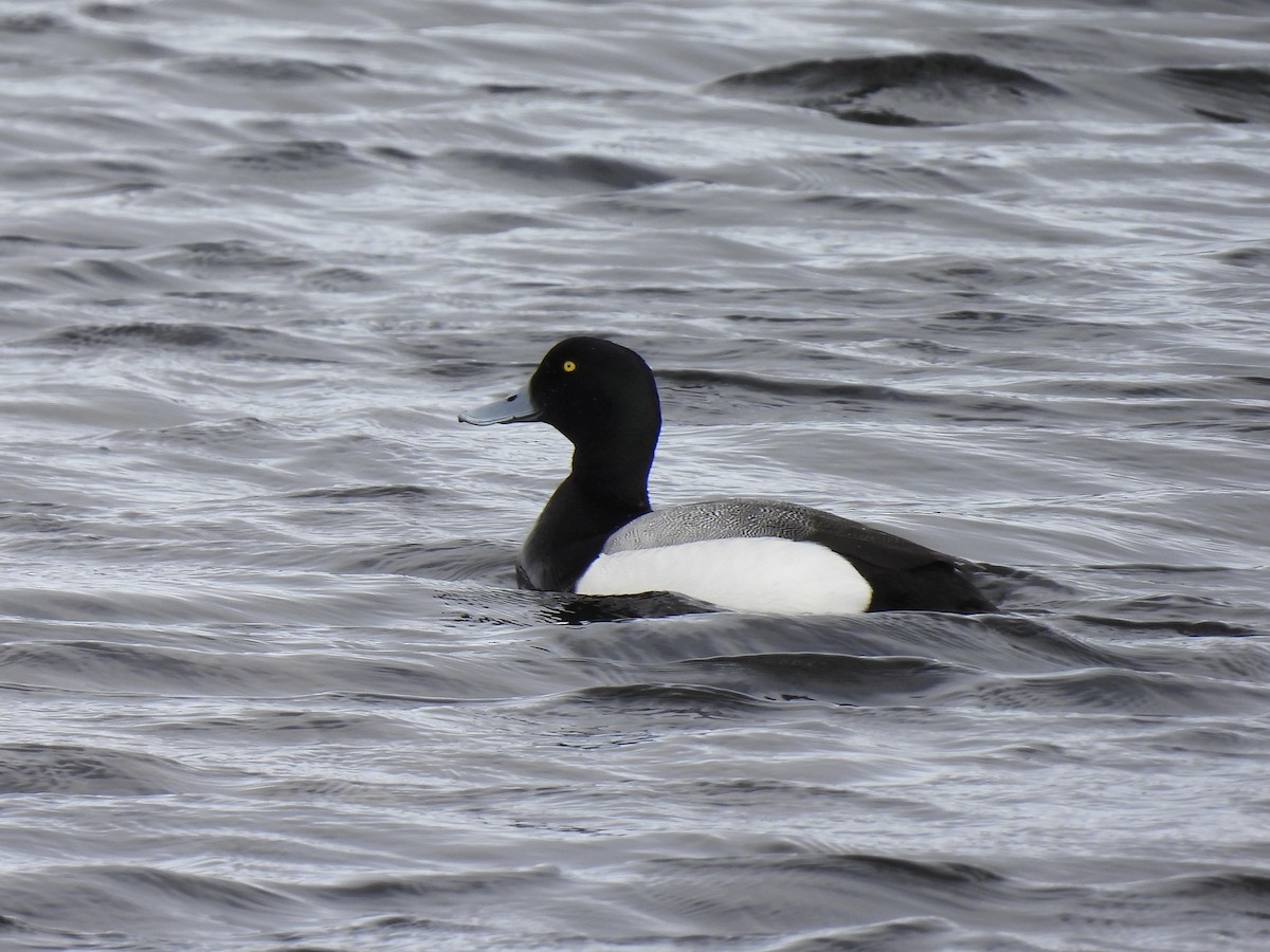 Greater Scaup - ML621298123