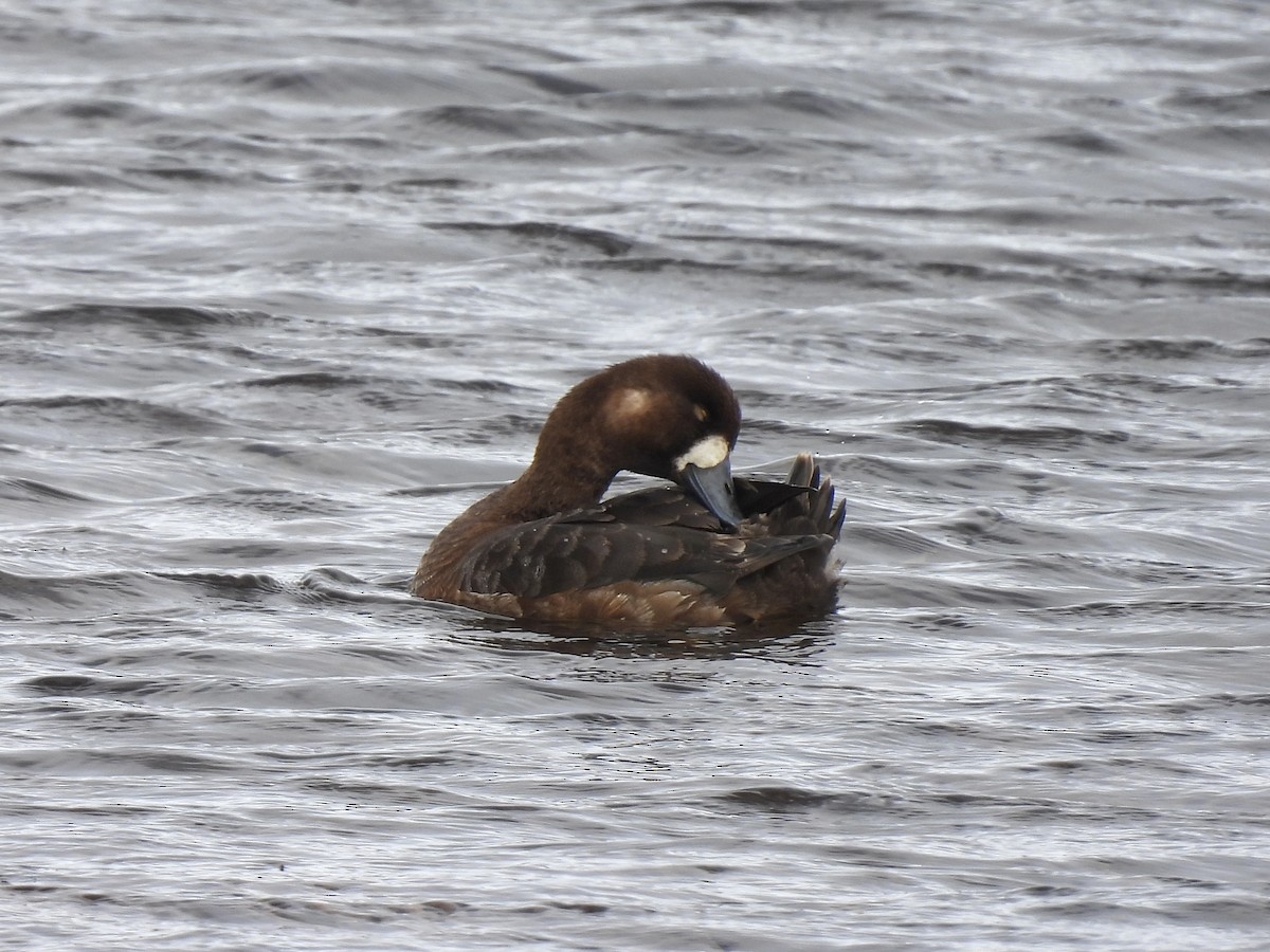 Greater Scaup - ML621298124