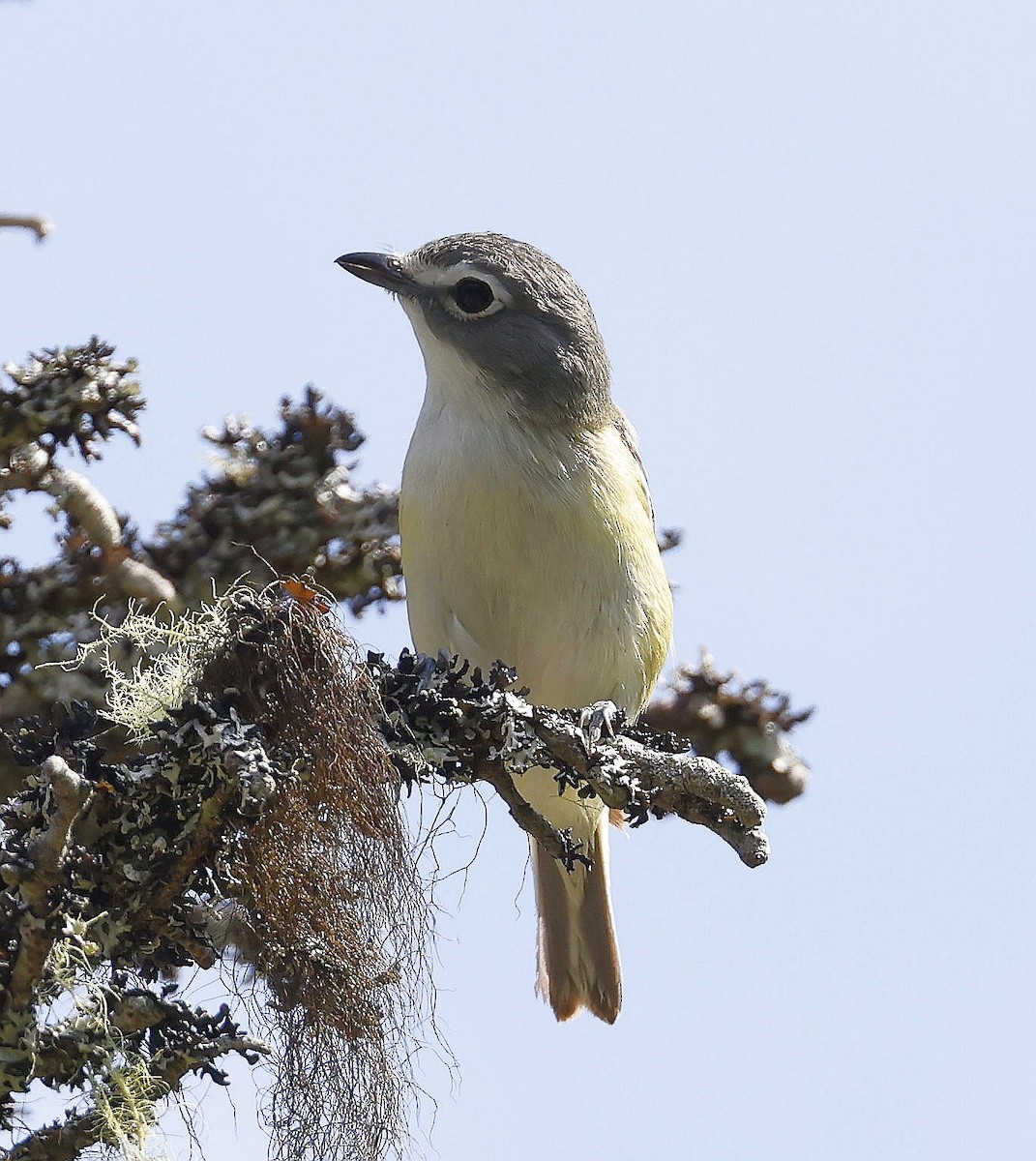 Blue-headed Vireo - ML621298150