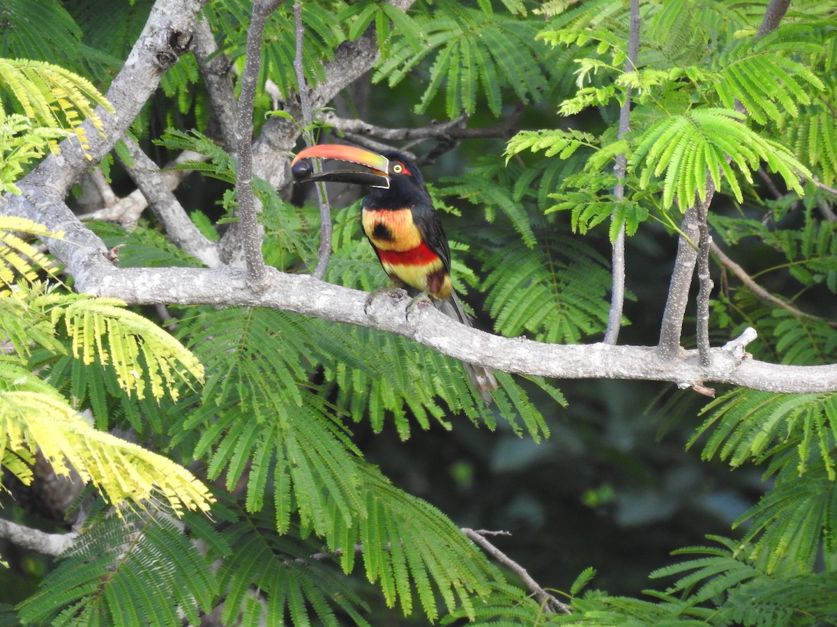 Fiery-billed Aracari - ML621298158