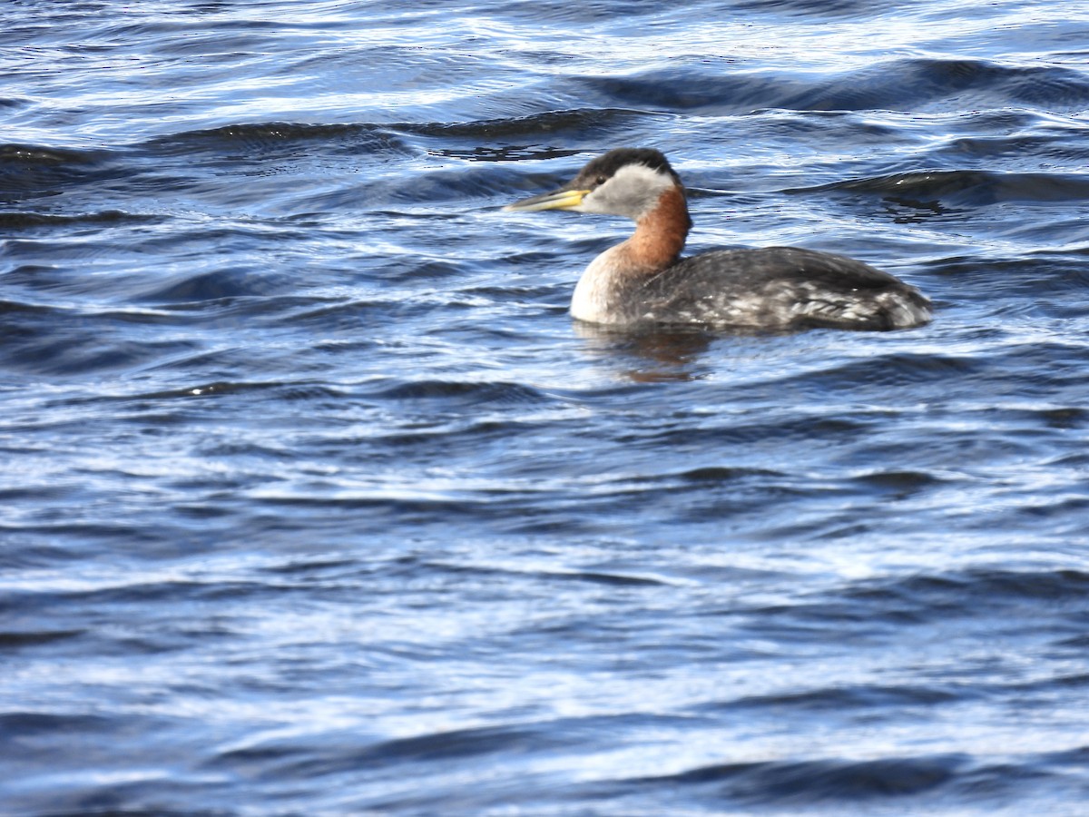 Red-necked Grebe - Margaret Mackenzie