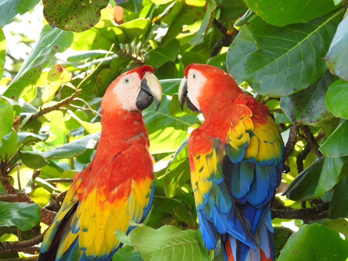 Scarlet Macaw - ML621298183