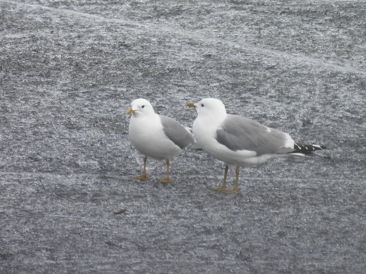 Short-billed Gull - ML621298189