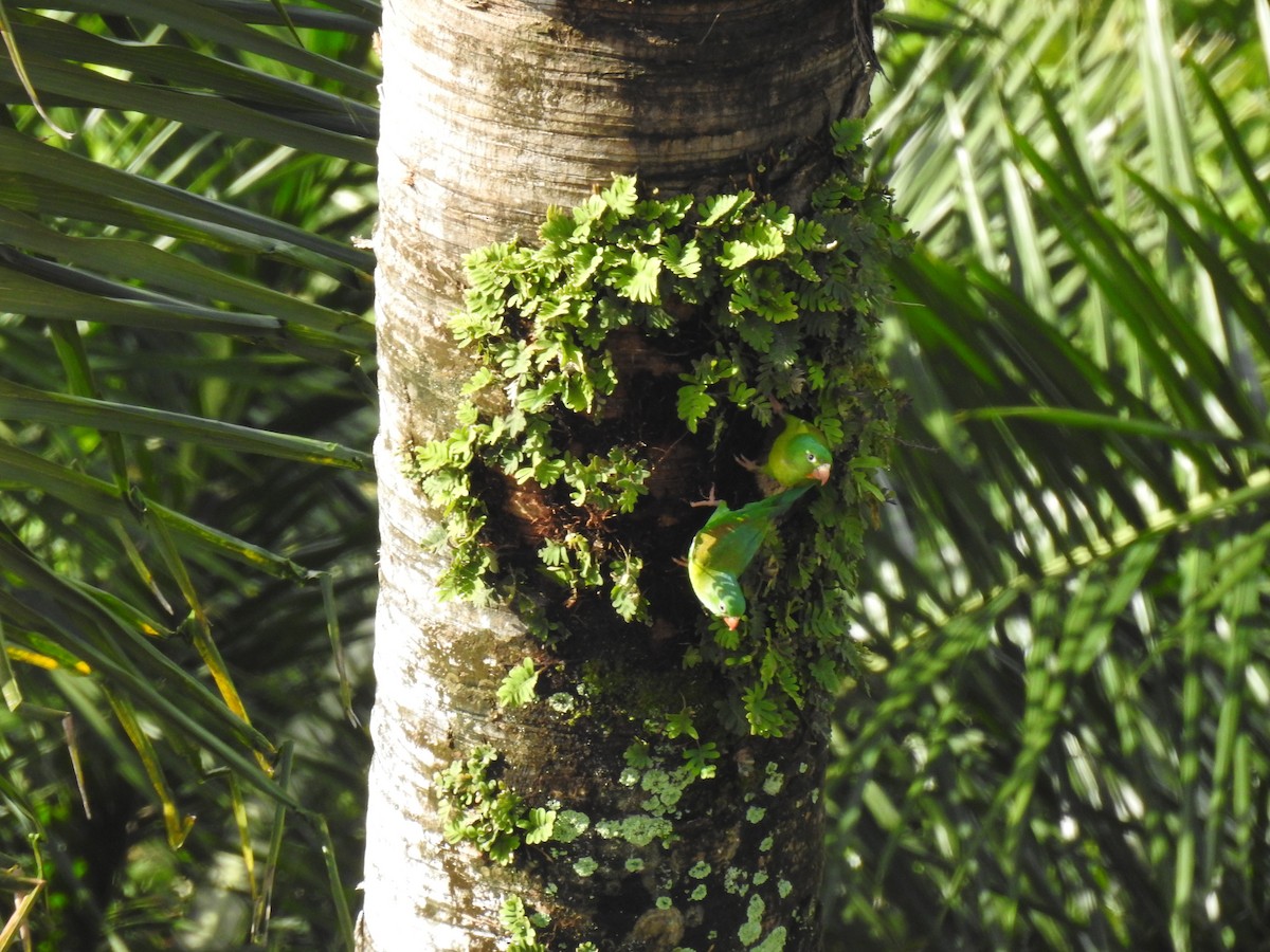 Orange-chinned Parakeet - ML621298192