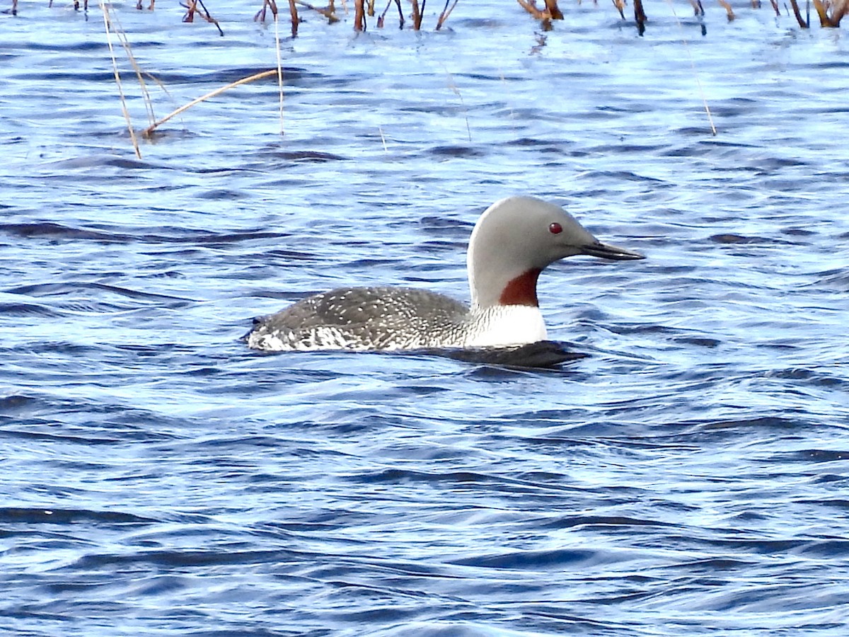 Red-throated Loon - ML621298197