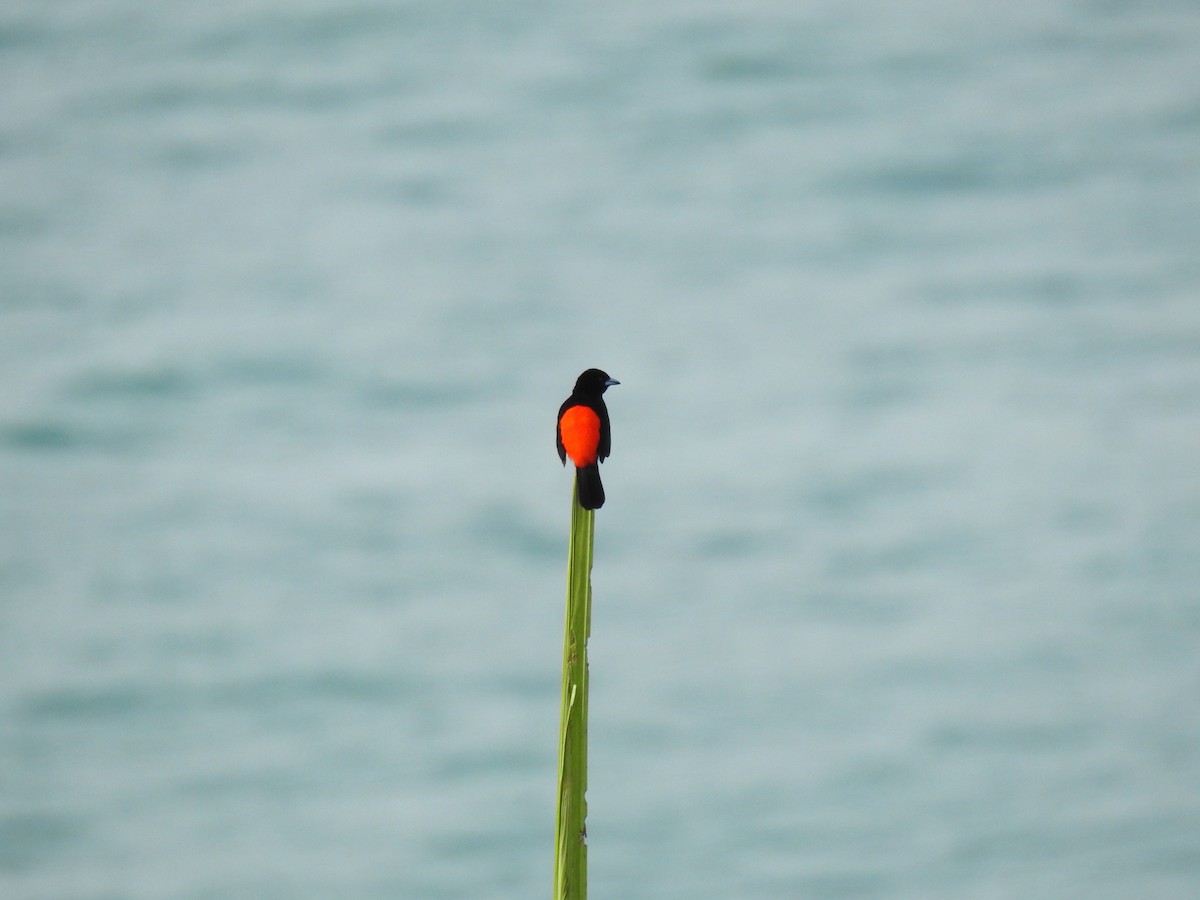 Scarlet-rumped Tanager - ML621298212