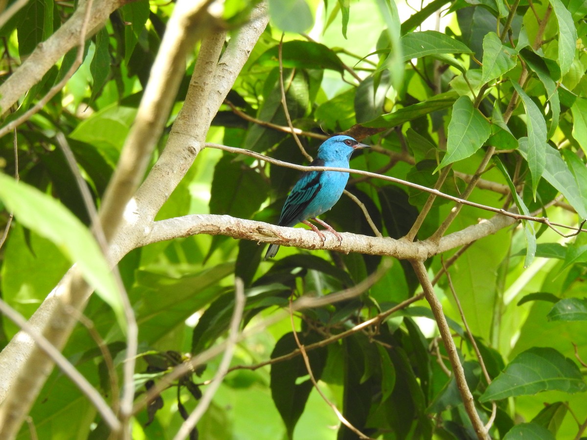 Blue Dacnis - ML621298245