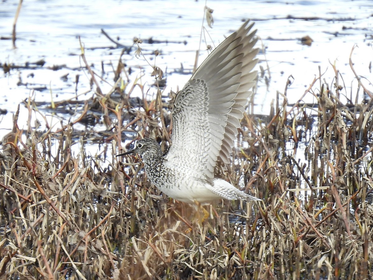 Lesser Yellowlegs - ML621298257