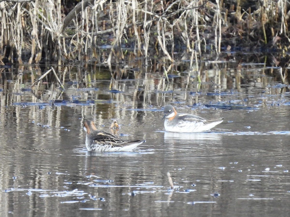 Red-necked Phalarope - ML621298270