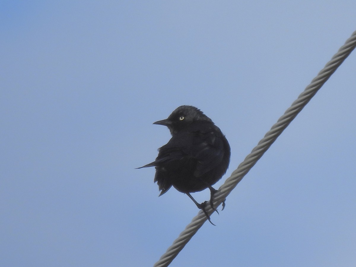 Rusty Blackbird - ML621298310