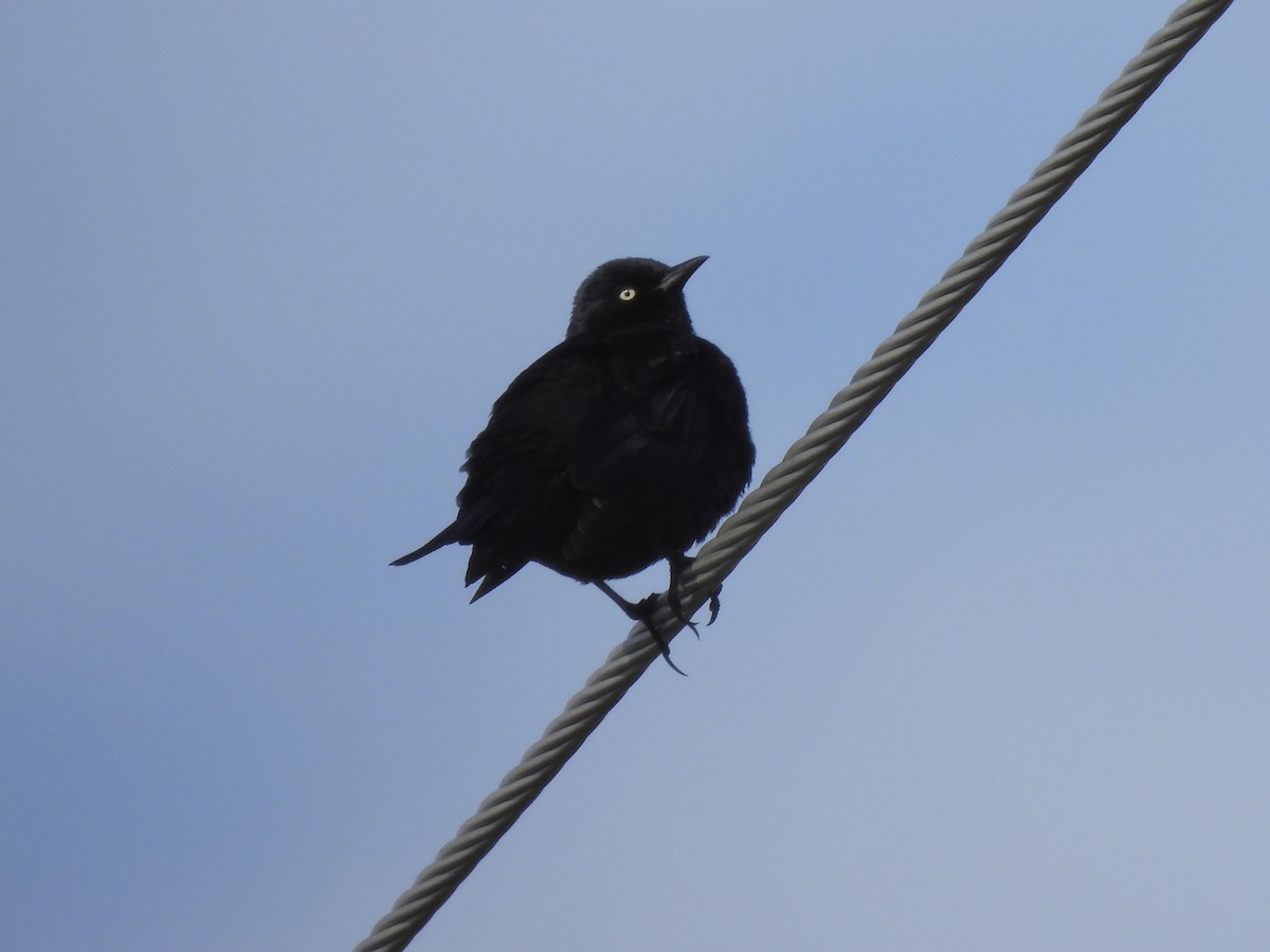 Rusty Blackbird - ML621298312