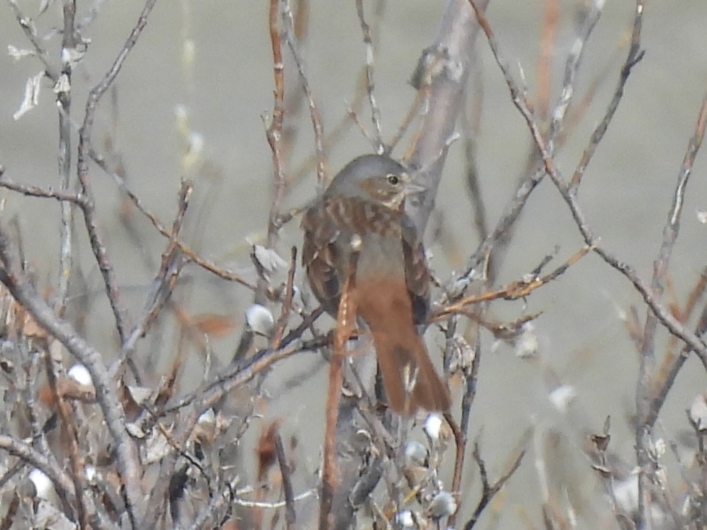 Fox Sparrow - ML621298321