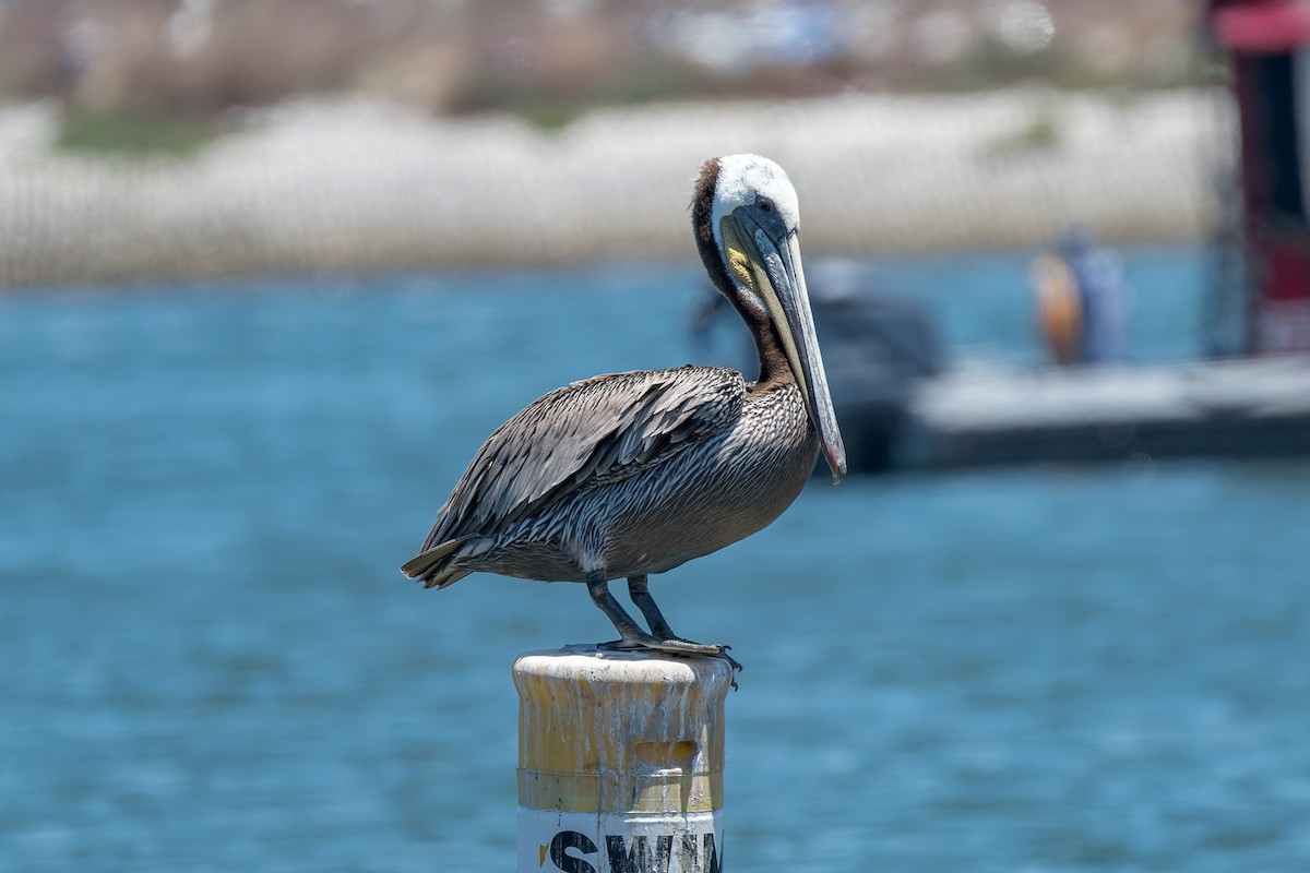 Brown Pelican - ML621298333