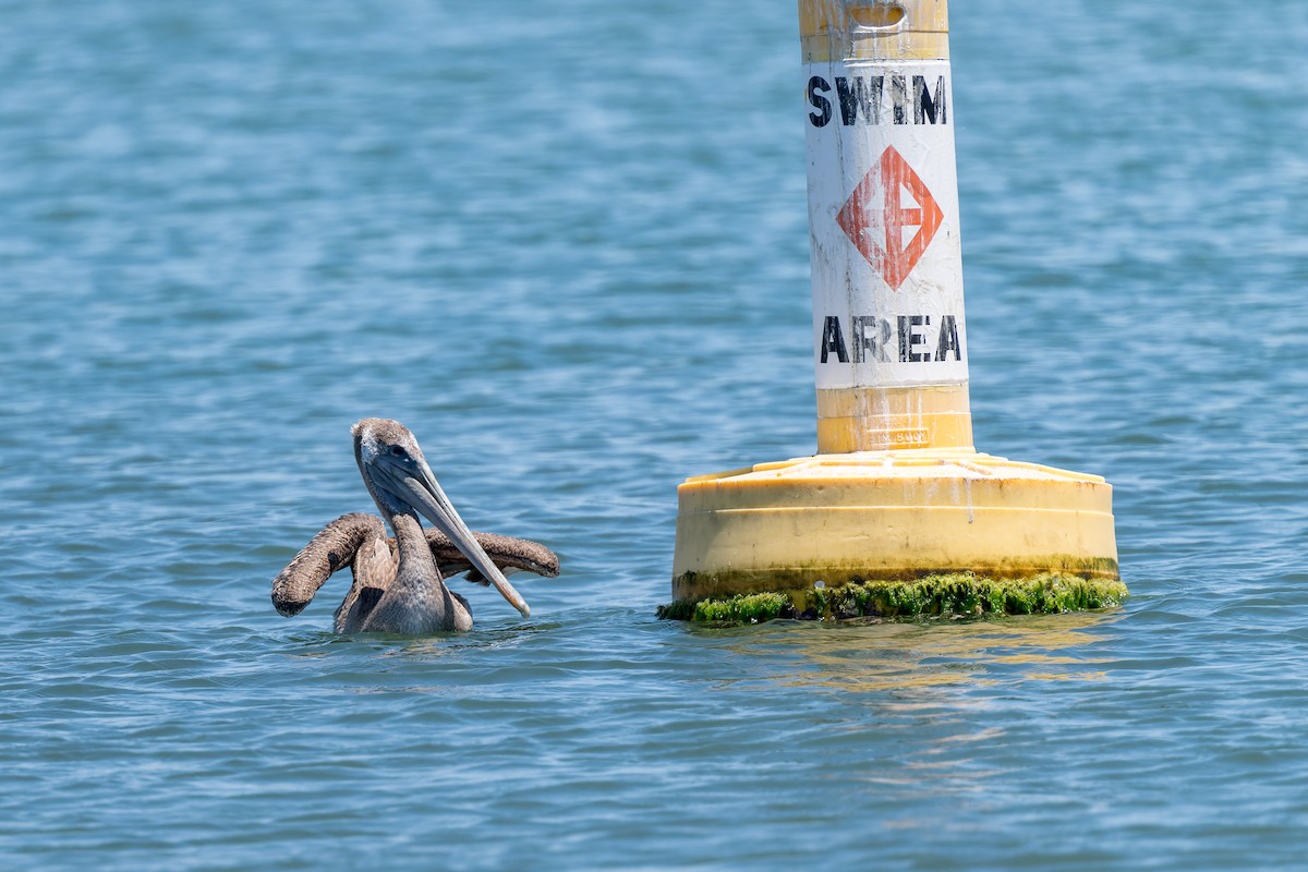 Brown Pelican - ML621298334