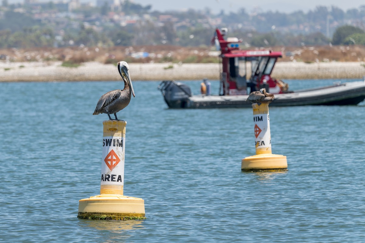 Brown Pelican - ML621298335