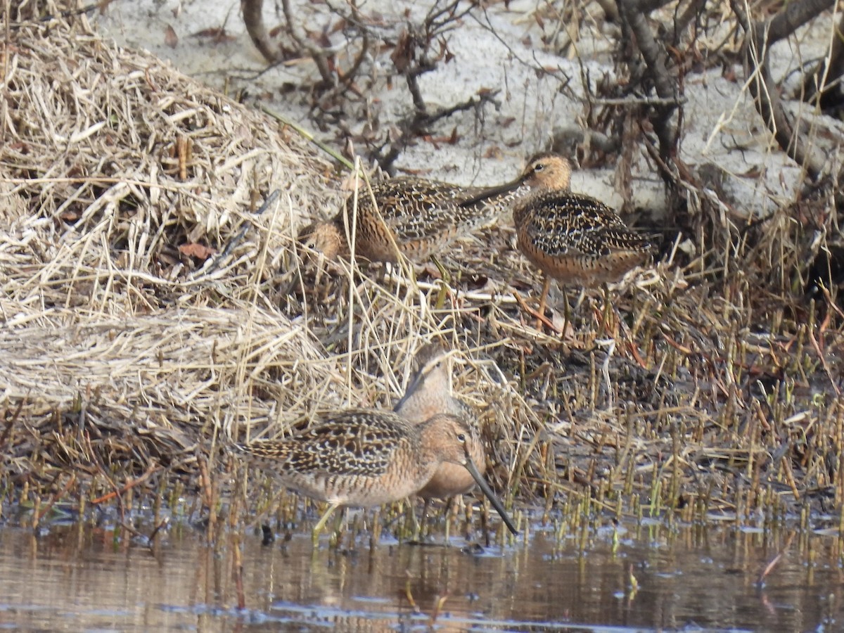 Long-billed Dowitcher - ML621298440