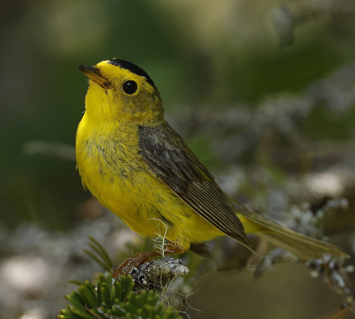 Wilson's Warbler - ML621298448