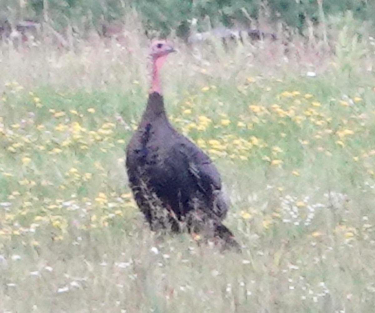 Wild Turkey - ML621298449