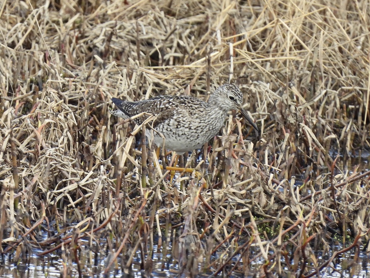 Lesser Yellowlegs - ML621298451