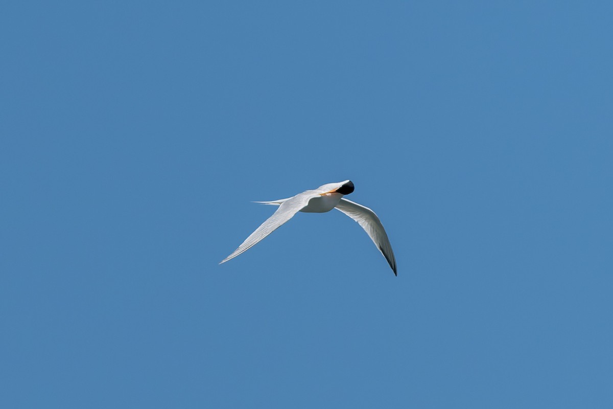 Elegant Tern - ML621298479