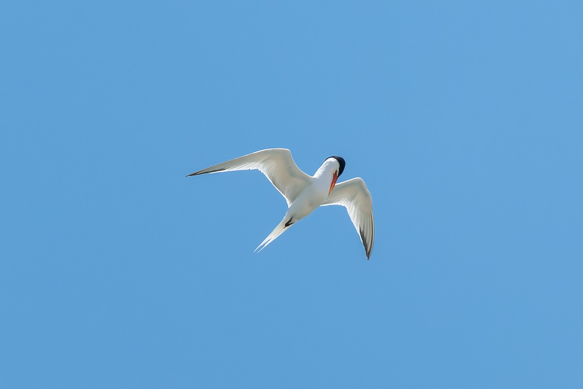 Elegant Tern - ML621298480